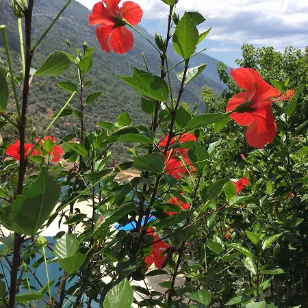 Hotel económico Mavi Oludeniz *